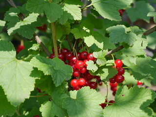 red currant berries on a branch in summer