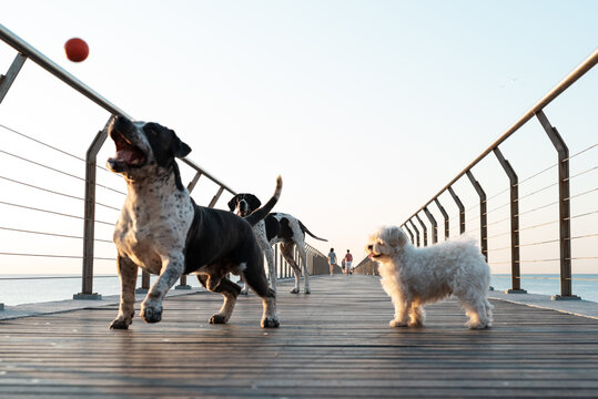 Cute dogs catching ball on wooden pier