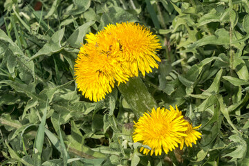 Common Dandelion (Taraxacum officinale) in meadow