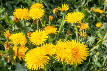 Common Dandelion (Taraxacum officinale) in meadow