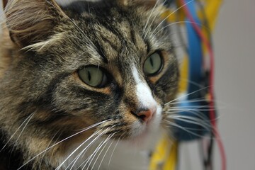 bruno the siberian forest cat