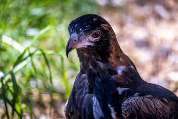 A falcon in the grass looking for food in the wilderness of New South Wales,  Australia at a hot day in summer.