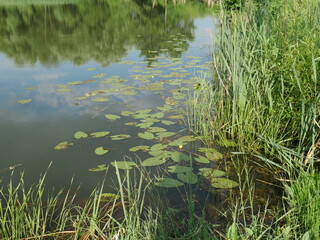 green grass in the lake