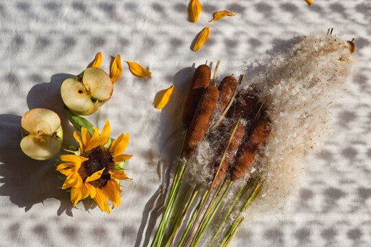 sunflower apples and typha