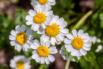 Feverfew (Pyrethrum parthenium) in park