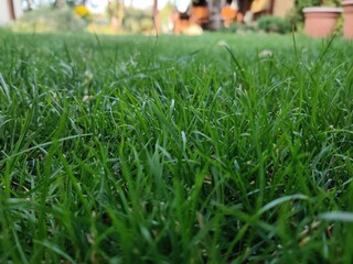 green grass in the garden