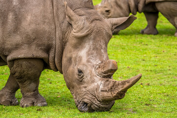 Obraz premium A close-up of the head of a dominant a white Rhinoceros grazing in front of a herd