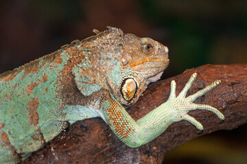 Green iguana also American iguana (in german Grüner Leguan) Iguana iguana