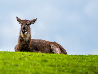 A female Kobus antelope silhouetted against the summit of a hill