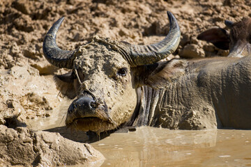 Fototapeta premium an ox is resting in a mud bath