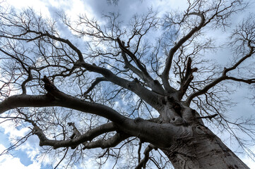 Backlighting silhouettes of bare, leafless tree branches and trunks during winter period, low angle...