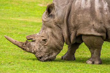 Obraz premium An impressive white Rhinoceros nibbles the grass