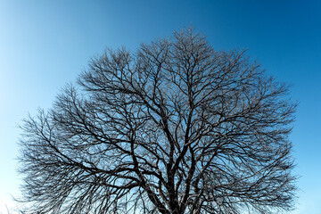 Backlighting silhouettes of bare, leafless tree branches and trunks during winter period, low angle point of view
