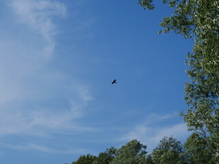 bird in flight