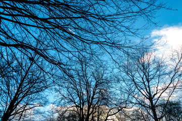 Backlighting silhouettes of bare, leafless tree branches and trunks during winter period, low angle point of view