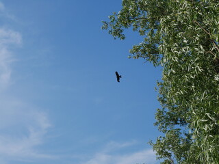 bird in flight and blue sky