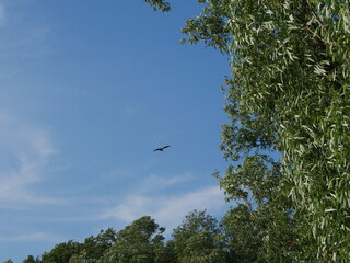 bird in flight and blue sky
