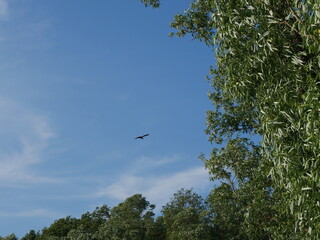 Fototapeta na wymiar bird in flight and blue sky
