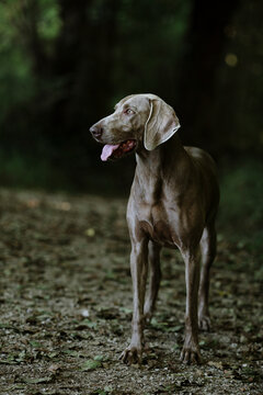 Close Up Of Weimaraner In The Forest