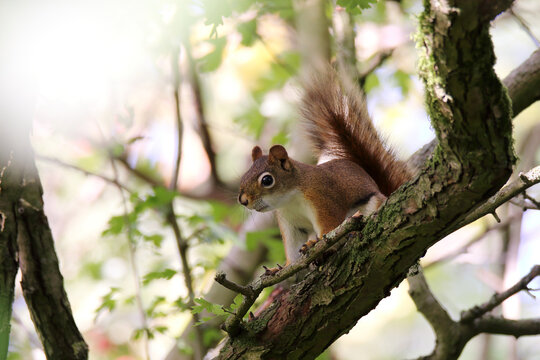 American red squirrel in a tree