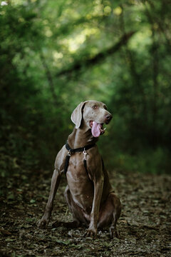 Close Up Of Weimaraner In The Forest