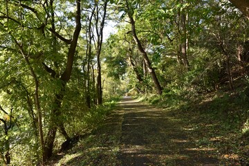 Obraz premium footpath in the forest