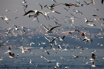 Seagulls flying over the sea in Istanbul