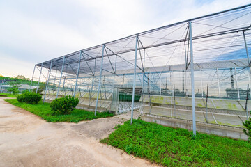 Fototapeta premium The greenhouse of modern agriculture is under the blue sky and white clouds.