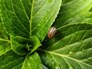green bug on a leaf