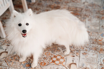 Fototapeta premium Japanese Spitz. white purebred dog. pet.