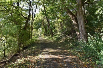 path in the woods