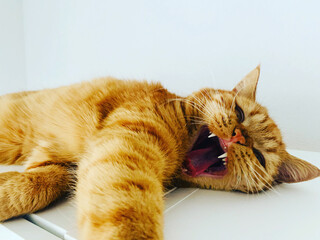 britisch kurzhaar Katze Nahaufnahme / british shorthair close up