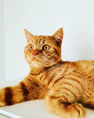 britisch kurzhaar Katze Nahaufnahme / british shorthair close up