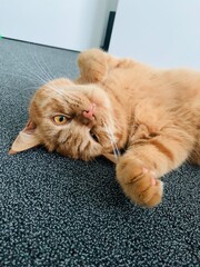 britisch kurzhaar Katze Nahaufnahme / british shorthair close up
