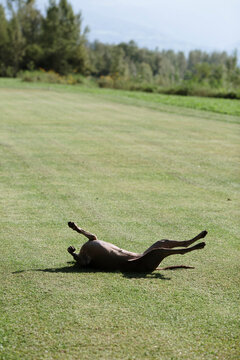 Dog Scratching Back In Park.