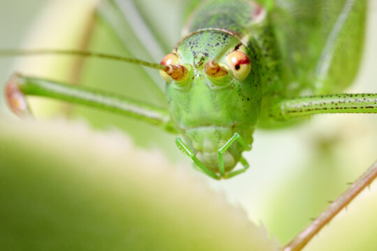 Grasshopper macro