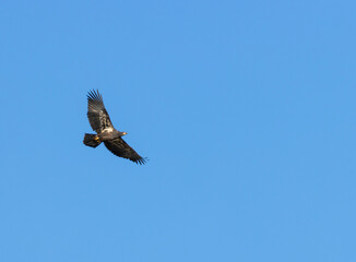 Bald Eagle Fledgling