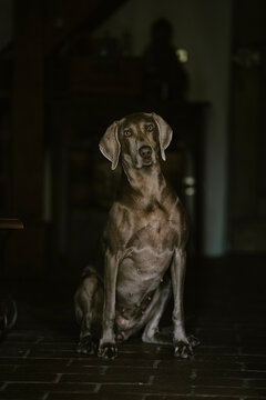 A Portrait Of A Weimaraner Dog