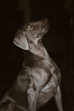 A Portrait Of A Weimaraner Dog