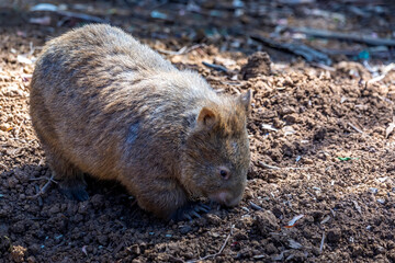 A common wombat in the wilderness of Australia during a sunny day in summer.