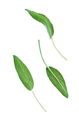 Raw green sage leaves on a white isolated background
