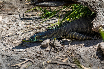 A large lizard in the wilderness of Victoria, Australia at a hot and sunny day in summer.