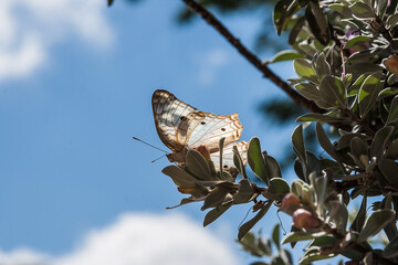 Uma borboleta em árvore.