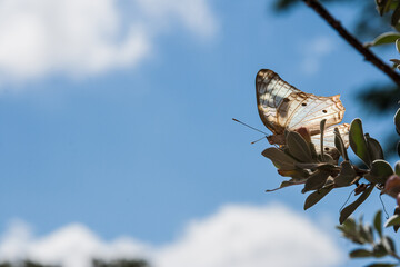 Borboleta no galho de árvore.