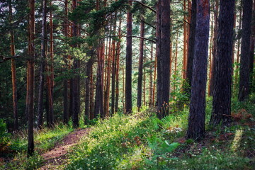 Fototapeta premium Summer forest pine study in the landscape