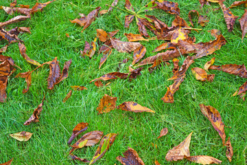 Autumn leaves on the green grass
