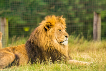 Fototapeta na wymiar An impressive male lion sits watchfully in the grass