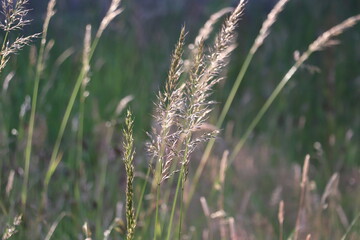 close up of hay with light green background