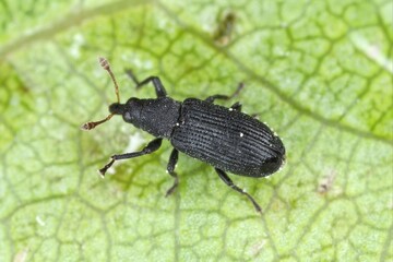 Magdalis ruficornis Plum weevil (Curculionidae) on peach leaf. A pest of plum and other fruit trees...