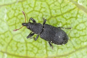 Magdalis ruficornis Plum weevil (Curculionidae) on peach leaf. A pest of plum and other fruit trees...